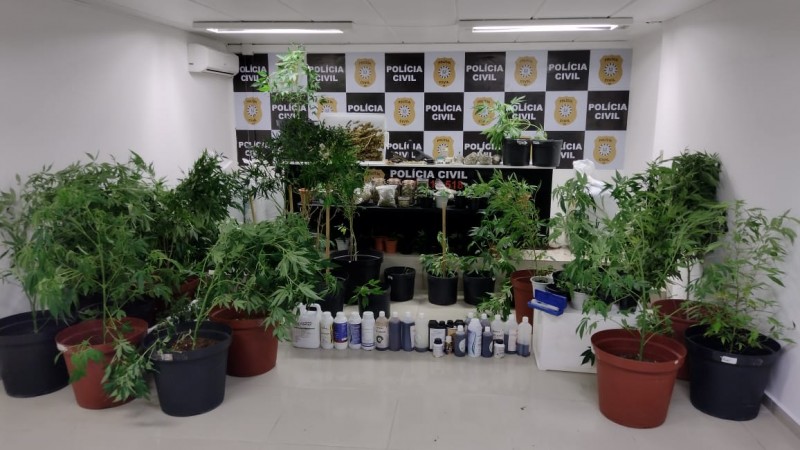Plantas de maconha apreendidas