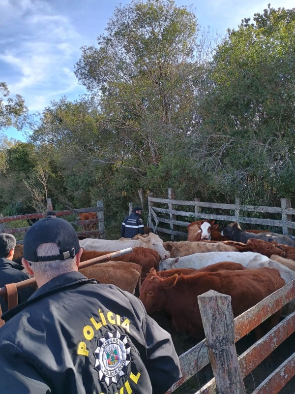 Policial civil de costas em primeiro plano em cima de cercado de madeira com cabeças de gado dentro, junto com outros fiscais entre o rebanho
