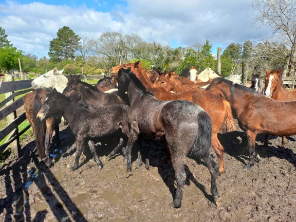 Cavalos em curral