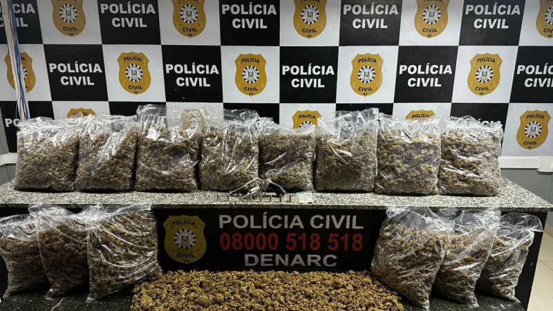 Maconha do tipo camar&atilde;o, composta pela flor da planta cannabis exposta em uma bancada com banners da Pol&iacute;cia Civil ao fundo