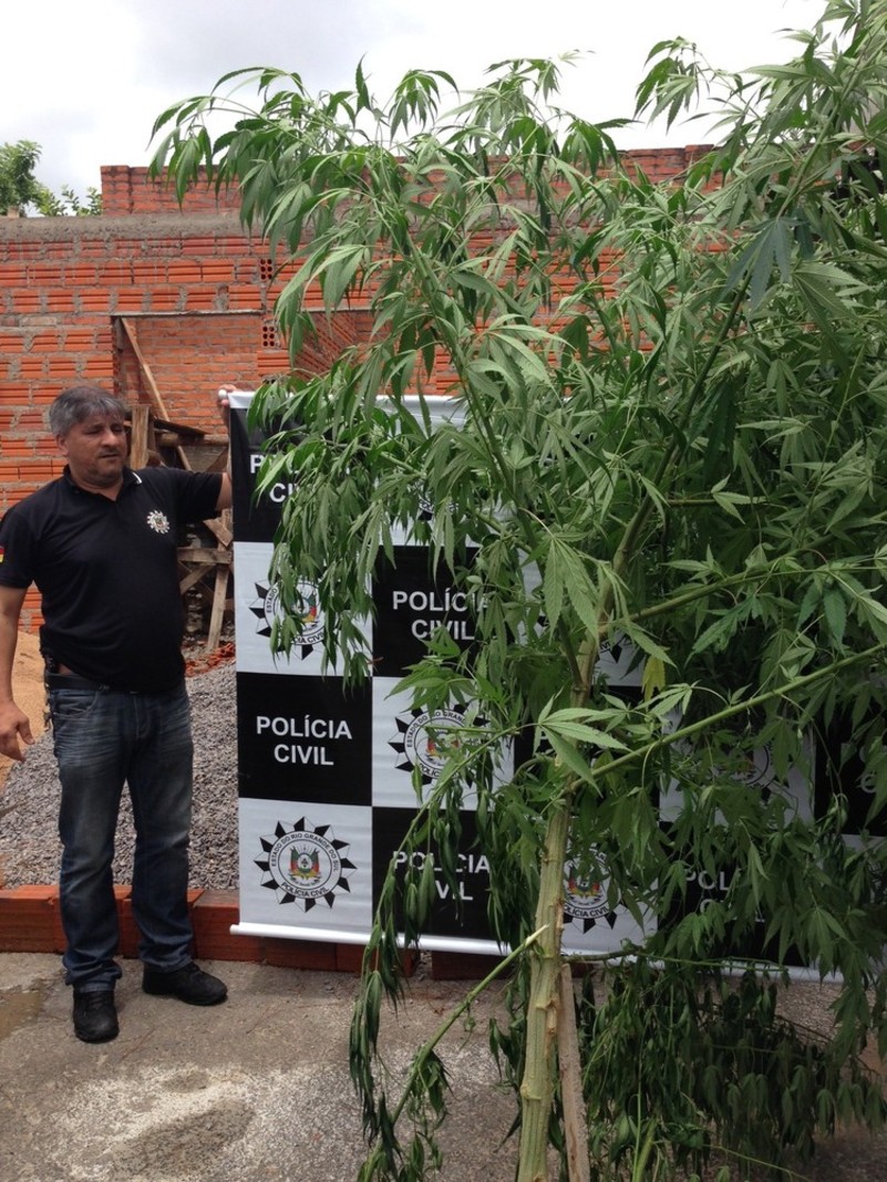20140116091525pe-de-maconha.jpg