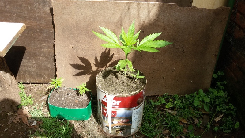 20161014154656maconha.jpg